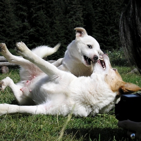 Ненаиграли се!... «@» Dogs etude #1