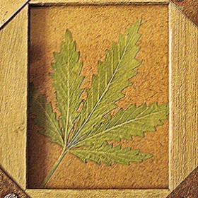 LEGALIZE IT