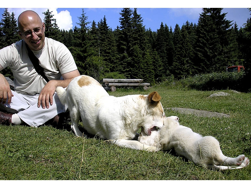 – Немирнико!!!  «@» Dogs еtude #4