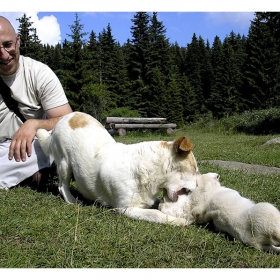 – Немирнико!!!  «@» Dogs еtude #4