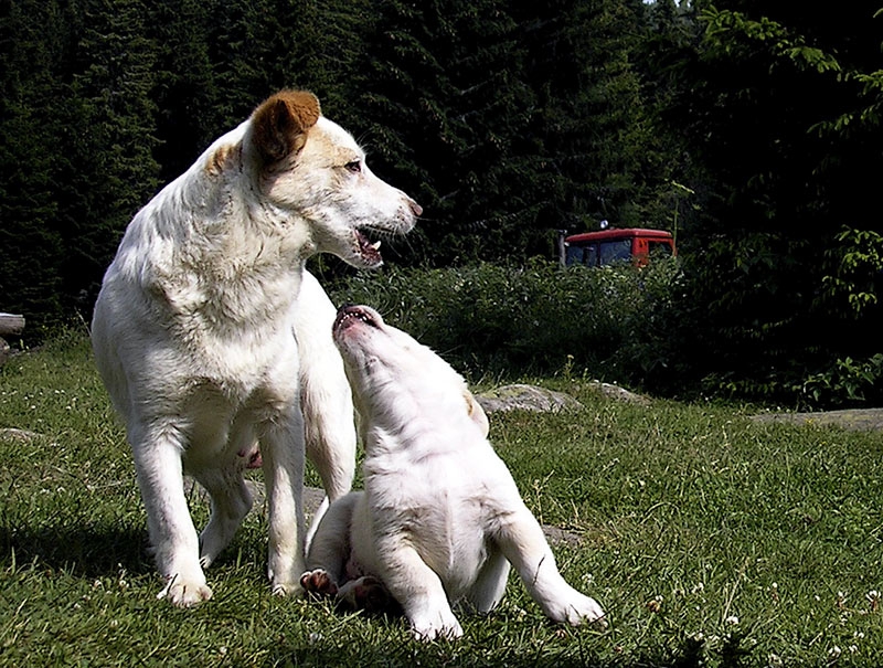 ... «@» Dogs еtude #5