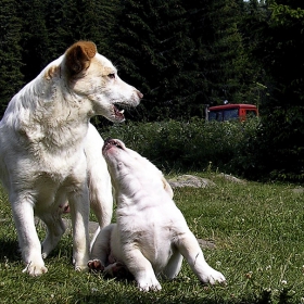... «@» Dogs еtude #5