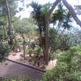 Jungle in Monaco