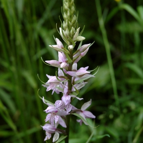 Петнист Салеп (Orchis Maculata)