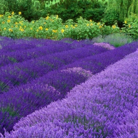 lavandula