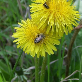 2 bee