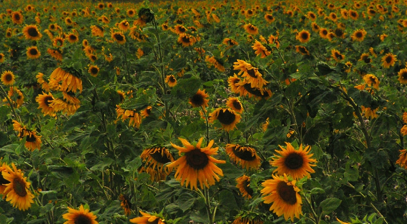 sunflowers field, for ever...