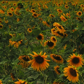 sunflowers field, for ever...