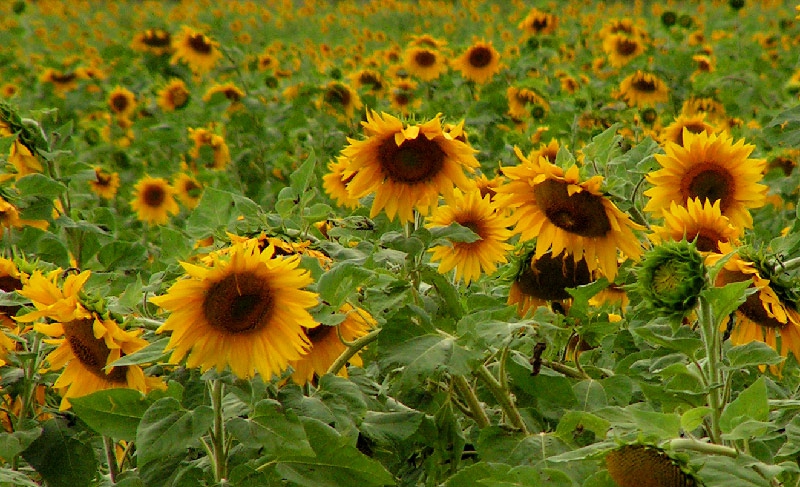 sunflowers field, for ever......2