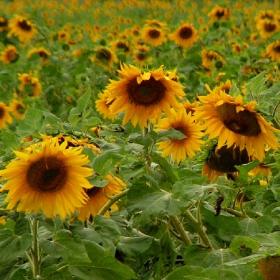 sunflowers field, for ever......2