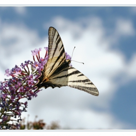 Лястовича опашка /Iphiclides podalirius/