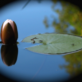 ...Lotus... et moustiques