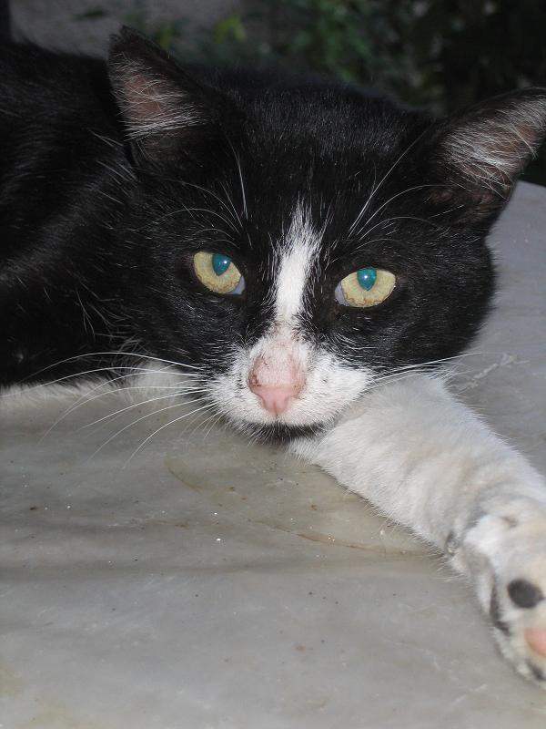 kote