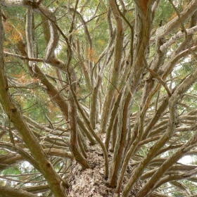 Sequoia  sempervirens