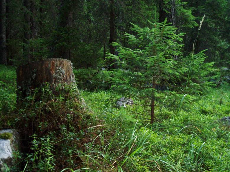 Forest