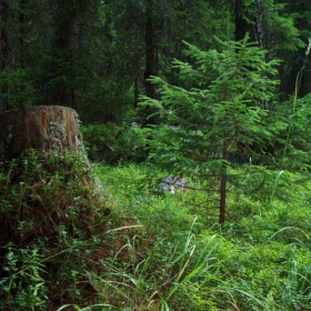 Forest