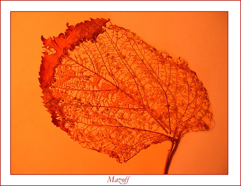 A leaf