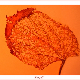 A leaf