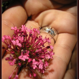  Flowerfly In Red