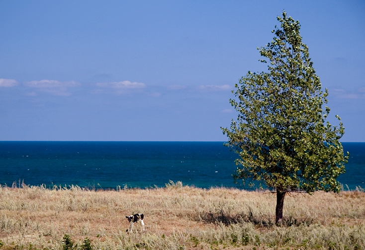 Пасторал с море и теле