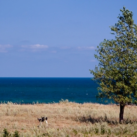 Пасторал с море и теле