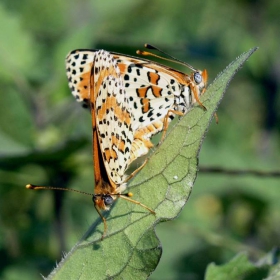 черно точкувана мелитеа (Melitaea cinxia)