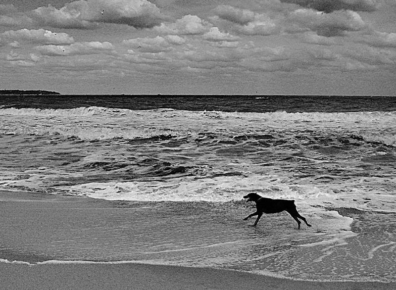 black dog
