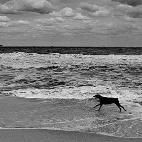 black dog