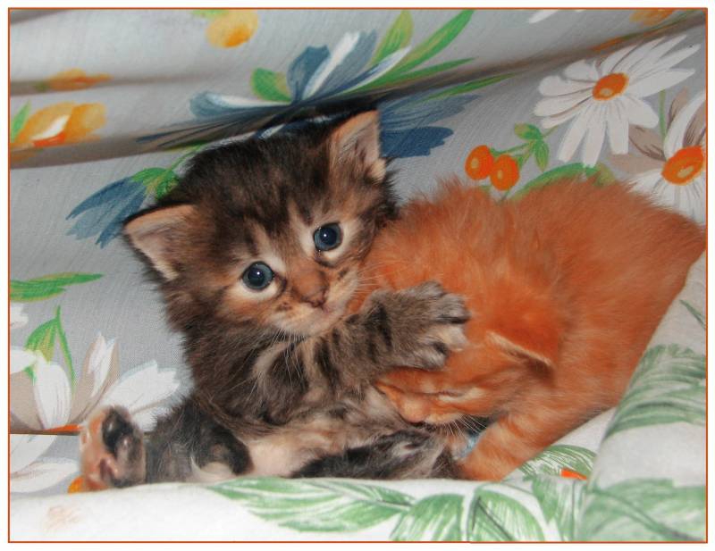 котенца