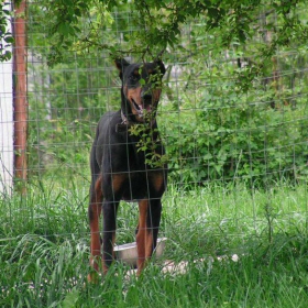 Doberman