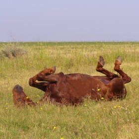 Може да съм кон, но ще се отъркалям...