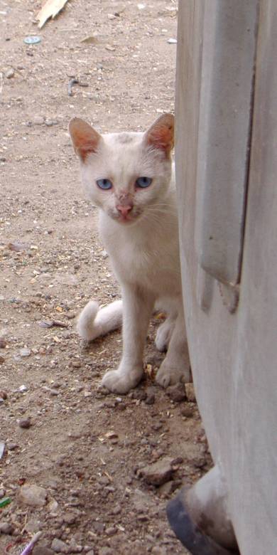 котешки експеримент