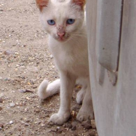 котешки експеримент