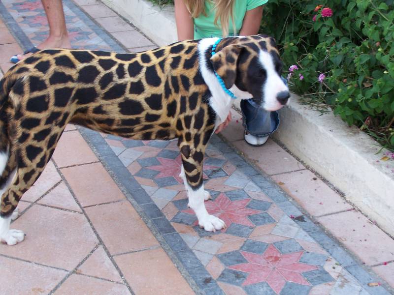 gepard