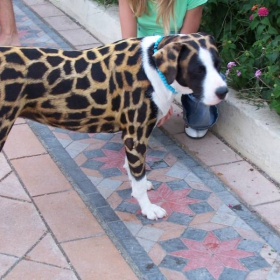 gepard