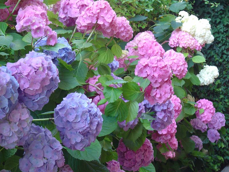 hortenzii