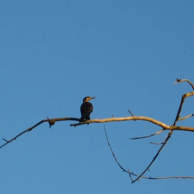 Kormoran na reka Veleka