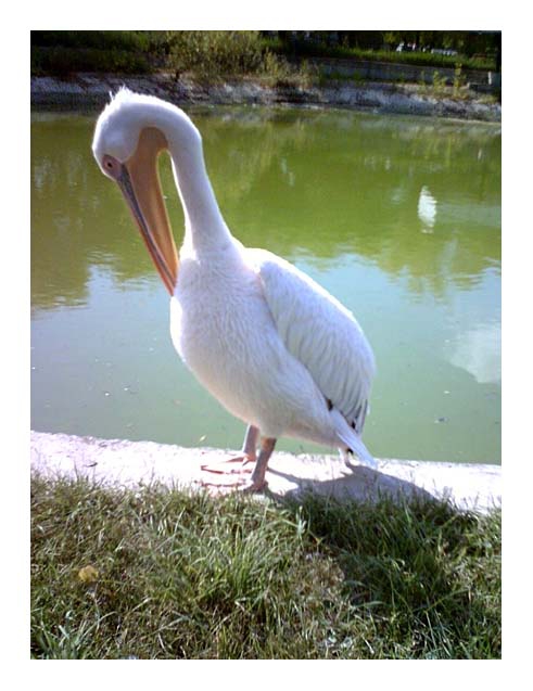 At the zoo 2