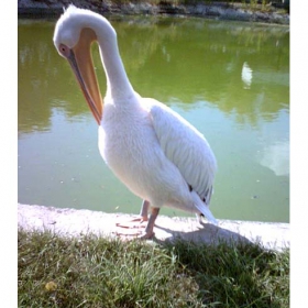At the zoo 2