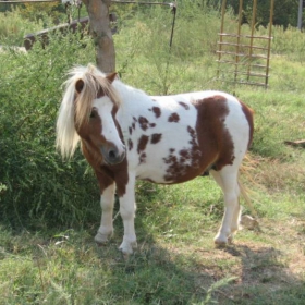 Malkoto poni