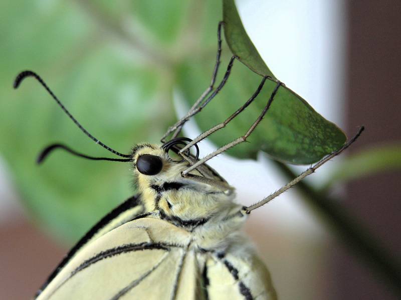 жълт полумесец  британска раса (Papilio machaon britannicus)