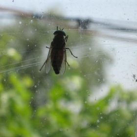 On the window