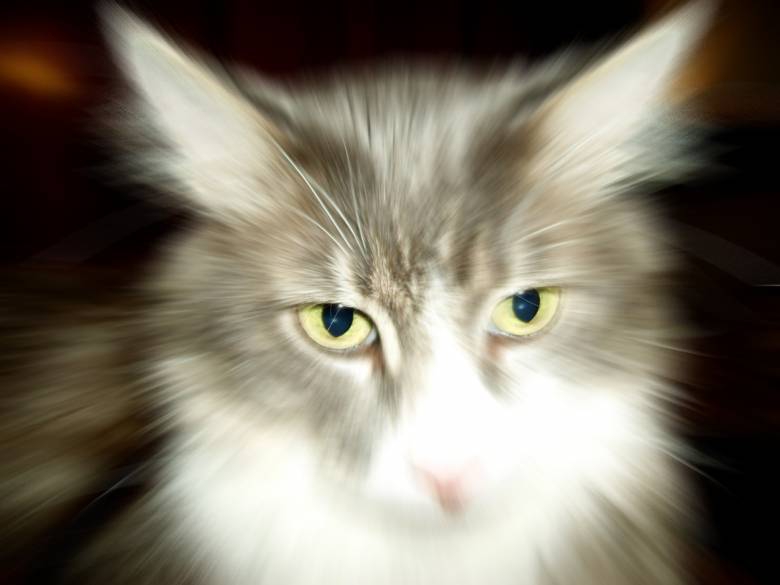 Felix the house CAT