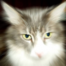 Felix the house CAT
