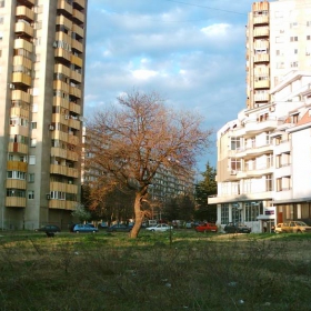 tree&the city