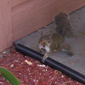 squirrel 1