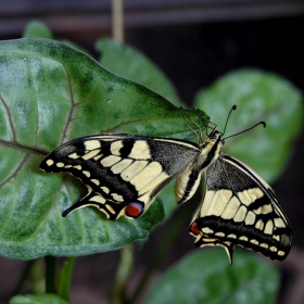 жълт полумесец британска раса (Papilio machaon britannicus)