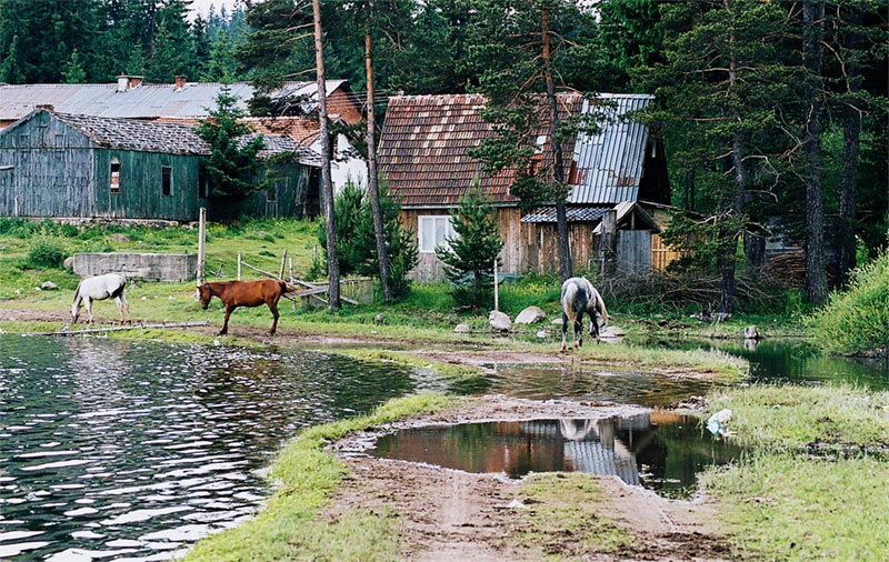 Коне пият вода