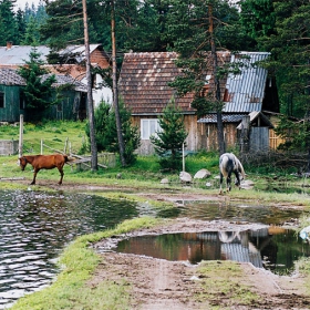 Коне пият вода
