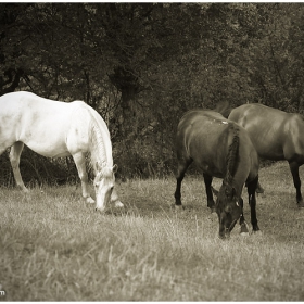 Horses